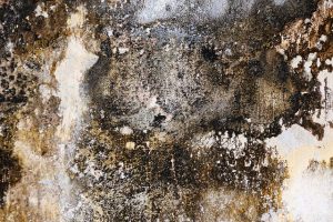 Mold Growth
