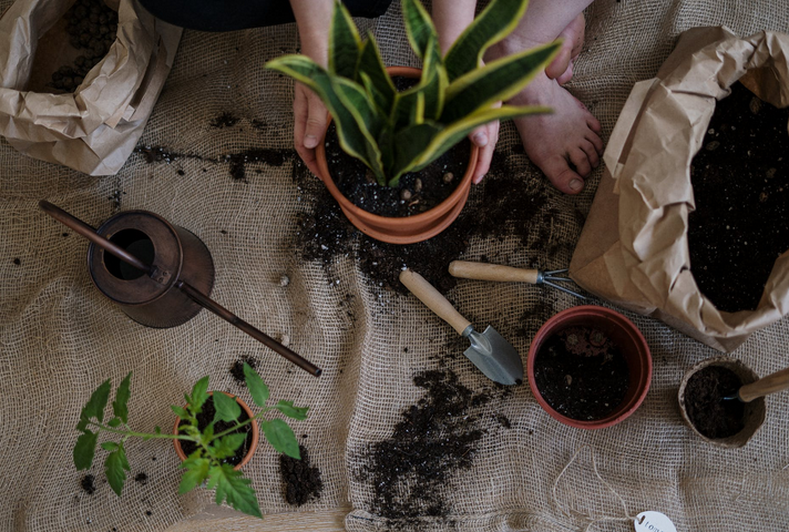 Five Exciting Reasons Why You Should Start a Garden at Home