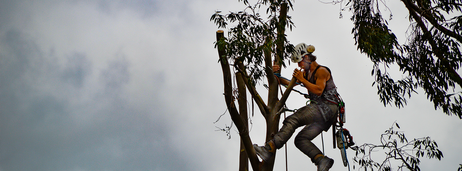 tree-maintenance