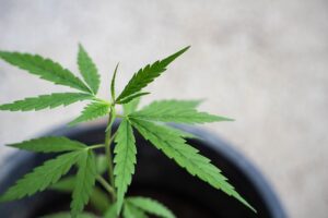 plant