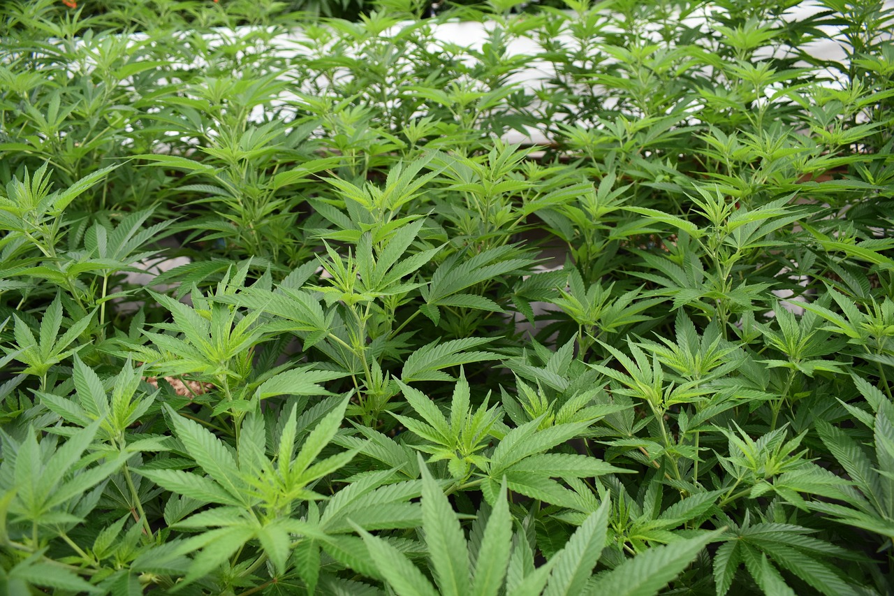 Top Tips for Growing the Perfect Weed