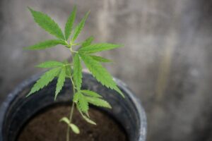 plant